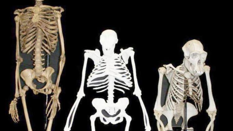 Eine vor wenigen Jahren entdeckte Vormenschenart vereint in ihrem Körperbau Merkmale des Menschen und affenartiger Wesen. Foto:Lee Berger / University of the Witwatersrand