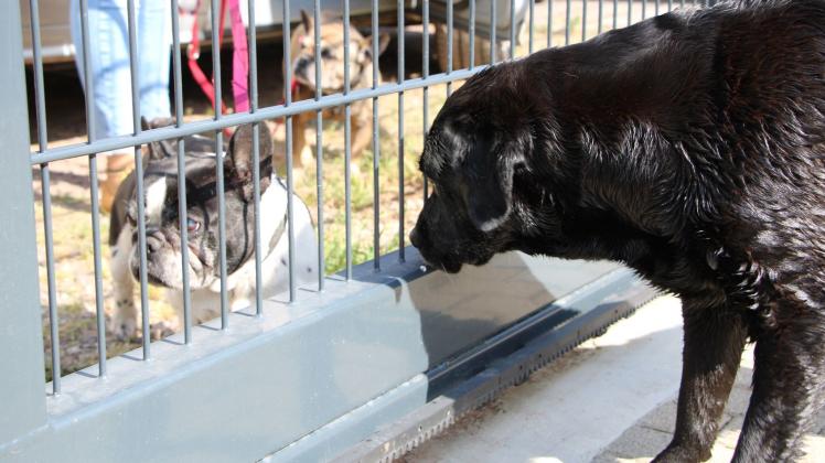 Die französischen Bulldoggen von Barbara Krauß sind in der Hundepension untergekommen. Bislang seien die beiden acht Jahre alten Hündinnen immer mitgekommen, aber eine Woche Südfrankreich sei nun zu heiß für sie. Foto: Katja Sponholz/dpa/dpa-tmn