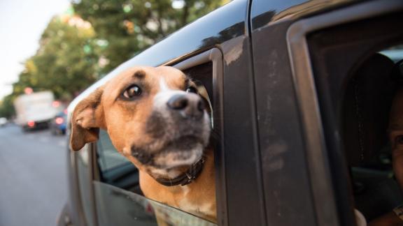 ILLUSTRATION - Ein gemeinsamer Urlaub mit dem Vierbeiner ist für Hundehalter nicht mehr selbstverständlich. Dann ist eine Betreuungsmöglichkeit gefragt. Foto: Robert Günther/dpa-tmn ILLUSTRATION - Ein gemeinsamer Urlaub mit dem Vierbeiner ist für Hundehalter nicht mehr selbstverständlich. Dann ist eine Betreuungsmöglichkeit gefragt. Foto: Robert Günther/dpa-tmn