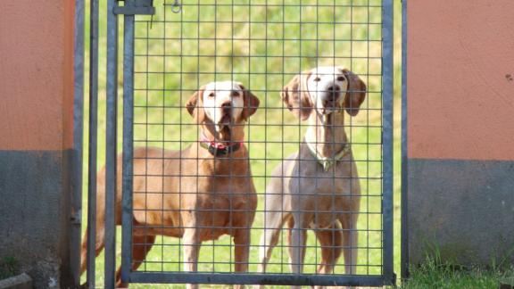 ILLUSTRATION - Die wenigen Plätze in der Tierpension Wahl in Kleinblittersdorf sind über Wochen ausgebucht. Zwei Hunde haben für die Zeit, in dem ihre Halter im Urlaub sind, ein Plätzchen gefunden. Foto: Katja Sponholz/dpa/dpa-tmn ILLUSTRATION - Die wenigen Plätze in der Tierpension Wahl in Kleinblittersdorf sind über Wochen ausgebucht. Zwei Hunde haben für die Zeit, in dem ihre Halter im Urlaub sind, ein Plätzchen gefunden. Foto: Katja Sponholz/dpa/dpa-tmn