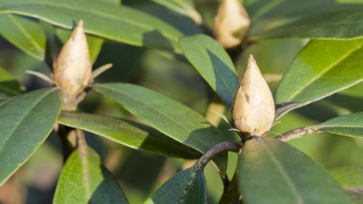 Kranke Knospen am Rhododendron NOZ