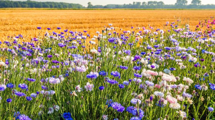 Mehr Biodiversität im konventionellen Obst- und Gemüseanbau