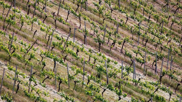 Zahlreiche Rebzeilen sind an einem Hang in einem Weinbaugebiet zu sehen. Foto: Matthias Balk/dpa/Symbolbild
