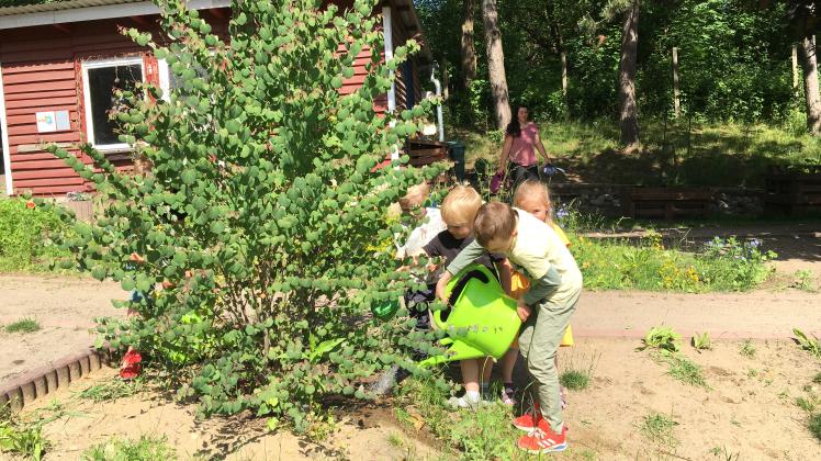 Kinder in der Schweriner Natur-Kita gießen ihren Lebkuchenbaum. Das Gehölz und weitere Pflanzen wurden über ein Projekt der umstrittenen Klimastiftung MV finanziert.  