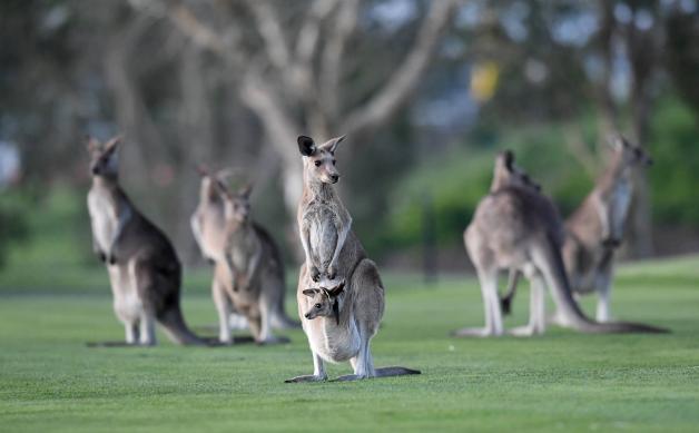 Die Kängurus tauchen in Australien überall auf - sogar, wie hier, auf einem Rugby-Spielfeld.
