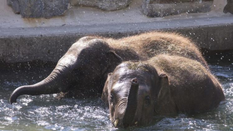 Das Wasserbecken im umgestalteten Elefantenrevier gefällt den beiden Neuankömmlingen Nuka und Dinkar besonders gut. Gleich nach ihrer Ankunft im Zoo Osnabrück nahmen die Halbbrüder ein Bad.Fotos: Michael Hehmann