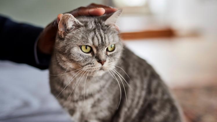 Man stroking cat at home model released, Symbolfoto property released, FMKF07558