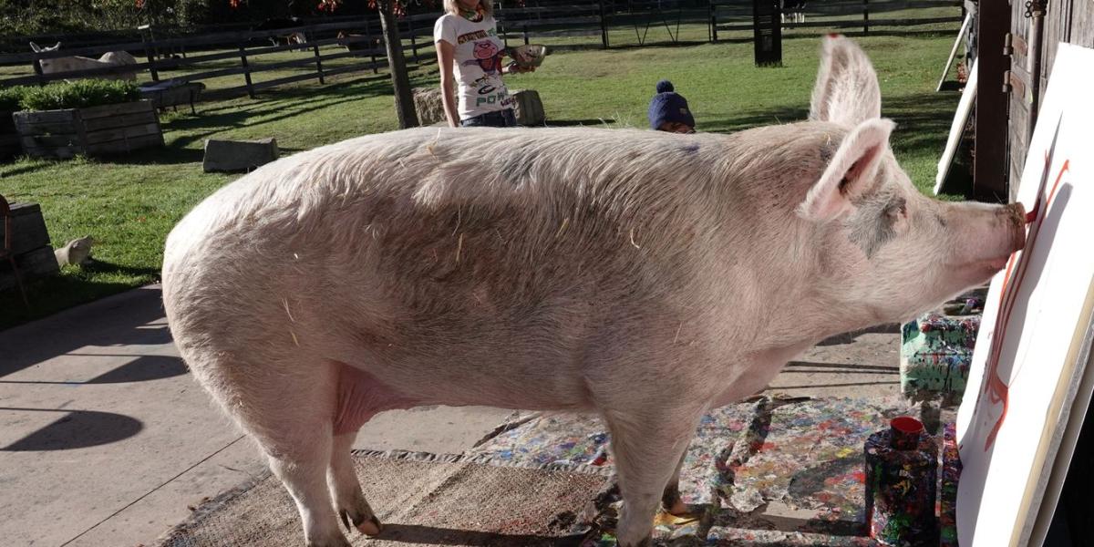 Südafrikanisches Schwein „Pigcasso“ malt saustarke Kunst