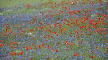 Kornblumen und Mohnblumen sorgen gegenwärtig für ein blau-rotes Farbspiel in der Landschaft.