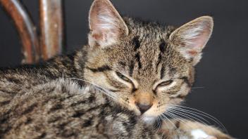 Domestic pet - cat during nap , 20875352.jpg, domestic cat, cat, pet, animal, puss, feline, friend, dachshund, domestic,