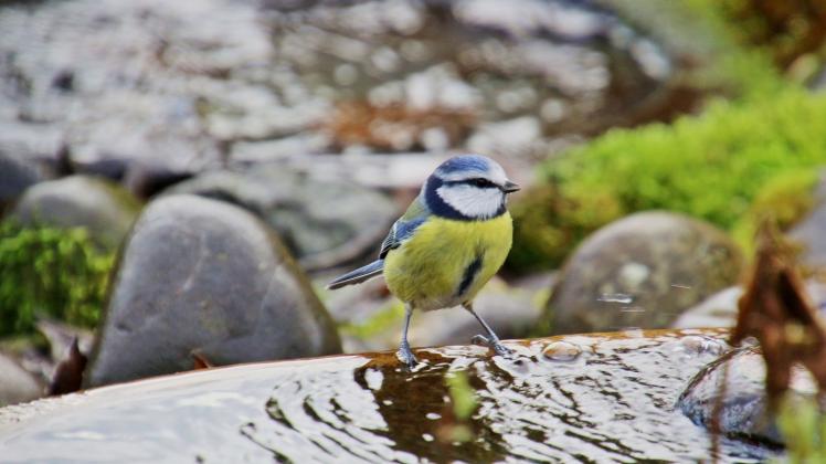 ARCHIV - Vögel und andere Tiere brauchen gerade an warmen Tagen eine Wasserstelle zum Trinken und Baden. Foto: Ruth Reheuser/LBV/dpa-tmn
