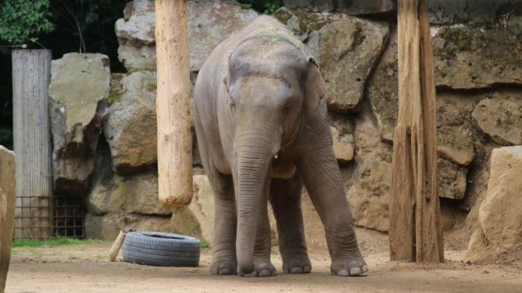 Elefant Minh-Tan im Zoo Osnabrück (14. Juni 2022)