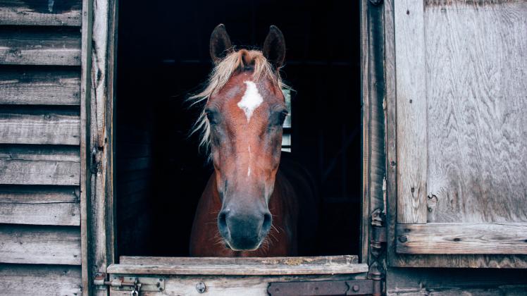Pferd im Stall