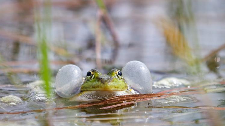 Weniger Kröten und Frösche in Brandenburg