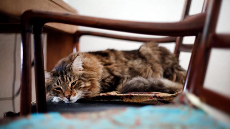 ILLUSTRATION - Katzensenioren sollten einen ruhigen, weichen und warmen Platz haben, an dem sie schlafen und an den sie sich zurückziehen können. Foto: Ina Fassbender/dpa-tmn