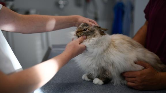 ARCHIV - Katzenhaltern wird empfohlen, ihr Tier ab einem Alter von etwa elf Jahren mindestens einmal im Jahr, besser sogar zweimal, beim Tierarzt für eine Vorsorgeuntersuchung vorzustellen. Foto: Ina Fassbender/dpa-tmn ARCHIV - Katzenhaltern wird empfohlen, ihr Tier ab einem Alter von etwa elf Jahren mindestens einmal im Jahr, besser sogar zweimal, beim Tierarzt für eine Vorsorgeuntersuchung vorzustellen. Foto: Ina Fassbender/dpa-tmn