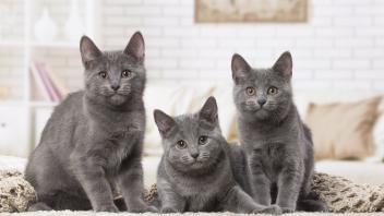 Group of three Chartreux kittens indoors PUBLICATIONxINxGERxSUIxAUTxONLY Copyright: Jean-MichelxLabat 12478530