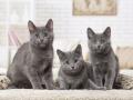 Group of three Chartreux kittens indoors PUBLICATIONxINxGERxSUIxAUTxONLY Copyright: Jean-MichelxLabat 12478530