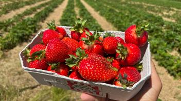 15.06.2020, Erdbeerfeld in Bad Wörishofen (Unterallgäu), frische Erdbeeren vom Feld. 15.06.2022, Erdbeerfeld 15.06.2022,