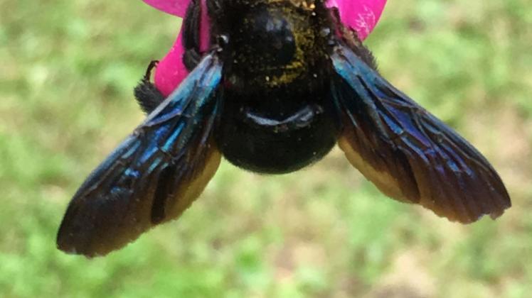 ARCHIV - Summ, summ! Die Blauschimmernde Holzbiene fühlt sich am wohlsten, wenn sie sich an großen und nektarreichen Blüten sattessen kann. Foto: Claudia Wittke-Gaida/dpa-tmn