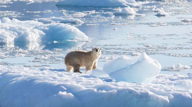 Die meisten Eisbären brauchen Meereis zum Jagen. Foto: Thomas Johansen/NASA OMG/dpa