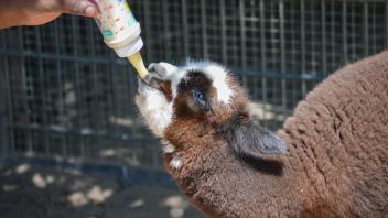 Das Alpaka-Fohlen müssen die Tierpfleger nun von Hand aufziehen. Foto: ---/Wilhelma Stuttgart/dpa