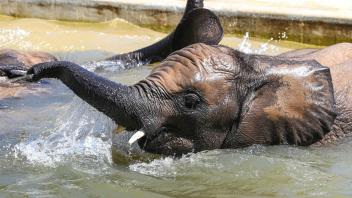 Rüssel rauf und ab ins Wasser: An heißen Tagen können Elefanten im Wasserbecken einfach untertauchen. Foto: Heiko Rebsch/dpa