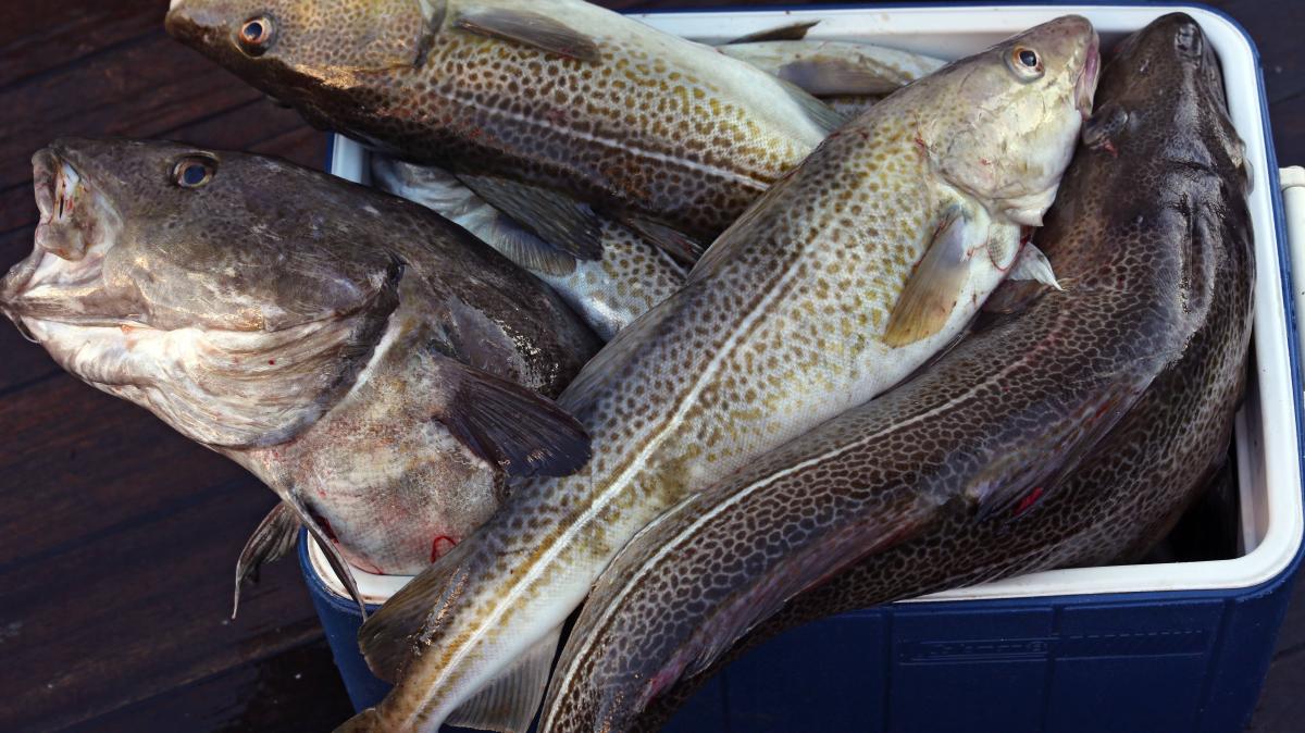 Ostsee: Dorsch leidet unter Überdüngung und Klimawandel | SHZ