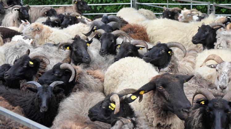 Dicht aneinander gedrängt warteten die Schafe am Tuchmachermuseum auf die Schur.