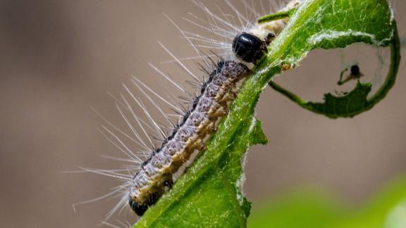 ARCHIV - Der Name verrät es schon: Die Raupen der Eichenprozessionsspinner findet man meist auf Eichen. Foto: Soeren Stache/dpa/dpa-tmn ARCHIV - Der Name verrät es schon: Die Raupen der Eichenprozessionsspinner findet man meist auf Eichen. Foto: Soeren Stache/dpa/dpa-tmn