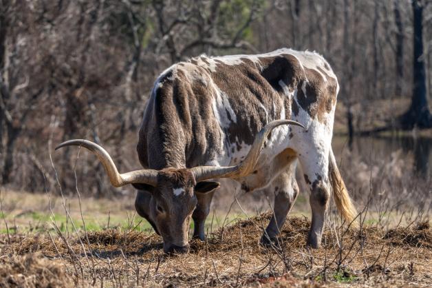 Ein Longhorn Stier grast auf einer Weide in Texas. 