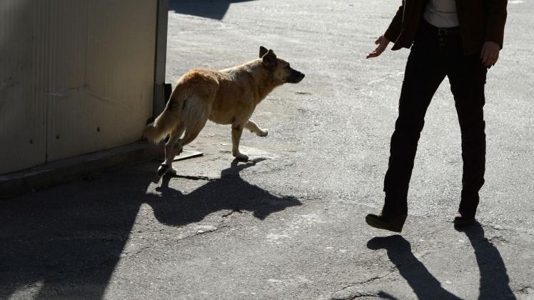 ARCHIV - Streunende Hunde sind in der Regel freundlich. Wer etwas Abstand hält, hat nichts zu befürchten. Foto: Jens Kalaene/dpa-Zentralbild/dpa-tmn