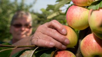 Apfelernte in der Altmark nach Dürre