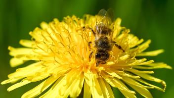 Insekten wie etwa Bienen hinterlassen oft winzige Spuren, wenn sie auf Pflanzen sitzen. Foto: Jens Kalaene/dpa-Zentralbild/ZB