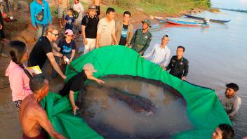 Größter Süßwasserfisch der Welt im Mekong gefangen