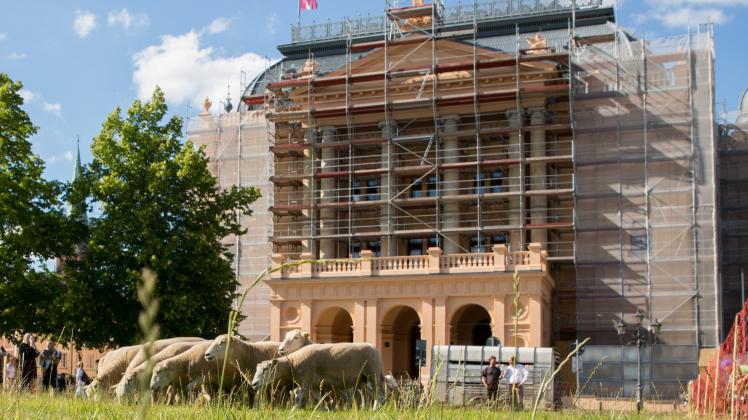 Im Vorfeld der Oper „Wölfe“ lässt das Staatstheater 30 Schafe auf dem Alten Garten weiden.