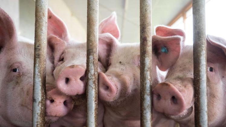 ARCHIV - Schweine stehen in einem Schweinestall. Foto: Marijan Murat/dpa