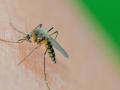 Was für eine Mücke ist das? Wer Mücken einfängt und an Forschende schickt, bekommt eine Antwort. Foto: Patrick Pleul/dpa-Zentralbild/dpa