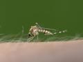 Biting mosquito, Culex pipiens, close-up PUBLICATIONxINxGERxSUIxAUTxHUNxONLY MJOF000520