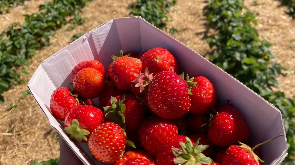Hier können Sie in MV Erdbeeren selbst pflücken und Geld sparen SVZ