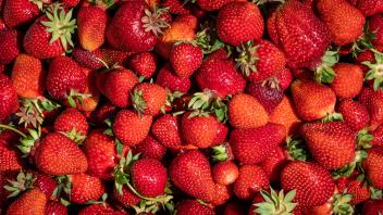 Reife Erdbeeren liegen in einer Box auf einem Erdbeerfeld zum selber pflücken. Rottweil Baden-Württemberg Deutschland *