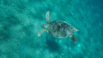 Diese Grüne Meeresschildkröte ist im Roten Meer unterwegs. Foto: Andrey Nekrasov/ZUMA Press Wire/dpa