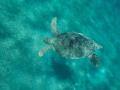 Diese Grüne Meeresschildkröte ist im Roten Meer unterwegs. Foto: Andrey Nekrasov/ZUMA Press Wire/dpa