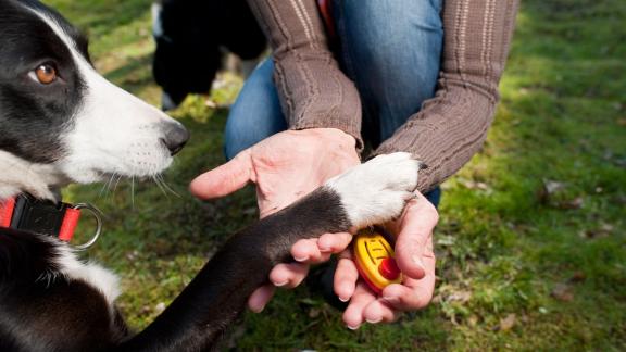 ARCHIV - Klickertraining eignet sich dafür, seinem Hund Tricks beizubringen. Dabei wird dem Hund mit Hilfe eines Klicks jeweils gezeigt, wenn er was richtig gemacht hat. Foto: Klaus-Dietmar Gabbert/dpa-tmn ARCHIV - Klickertraining eignet sich dafür, seinem Hund Tricks beizubringen. Dabei wird dem Hund mit Hilfe eines Klicks jeweils gezeigt, wenn er was richtig gemacht hat. Foto: Klaus-Dietmar Gabbert/dpa-tmn