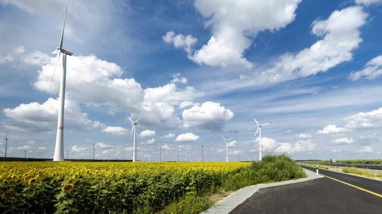 Ein Windpark inmitten eines Sonnenblumenfeldes neben einer Strasse in Brandenburg bei Luckau, 27.07.2021. Luckau Deutsch