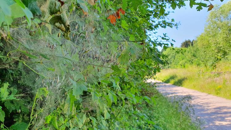 Keine Eichen-Prozessionsspinner: Bei den Gespinsten am Radwanderweg zwischen Bad Oldesloe und Rümpel handelt es sich wohl um Gespinstmotten