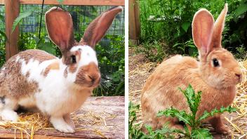 Die Kaninchen Fred und Ginger aus dem Tierheim Schleswig