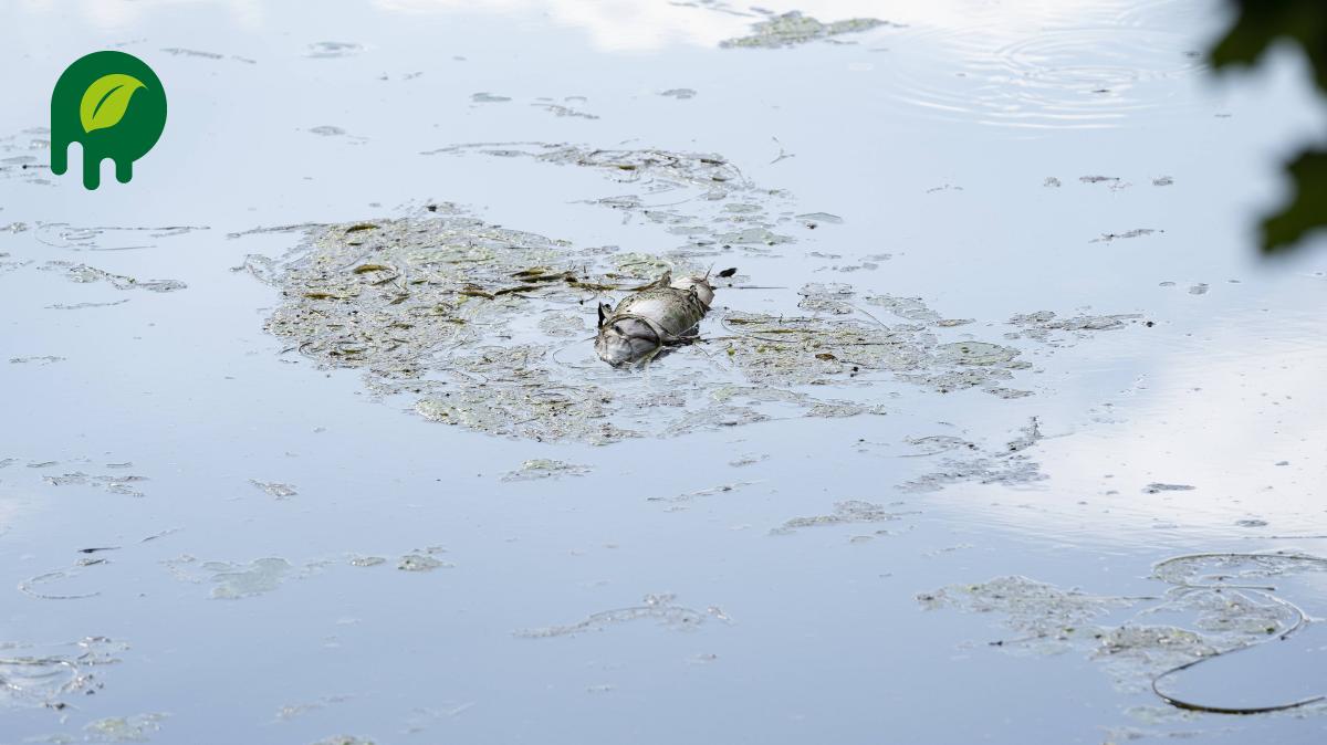 Warum in einem ParkTeich in Glinde immer mehr Fische sterben SHZ