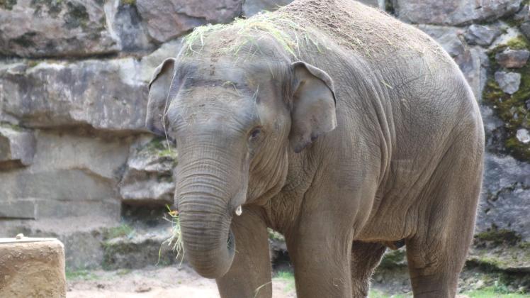 Zoo Osnabrück; Elefant Minh-Tan (9. Juni 2022)