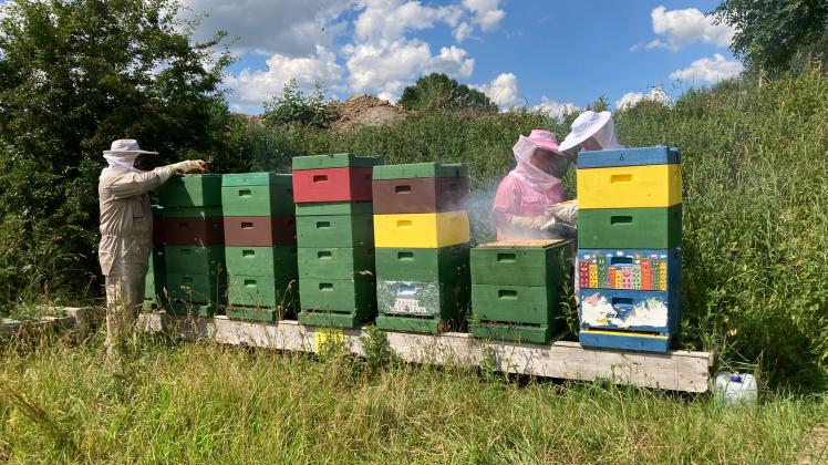 Familie Roos aus Schiphorst schaut regelmäßig nach ihren Bienenvölkern, die sie auf einem Bauernhof in Rethwisch unterbringen dürfen. 